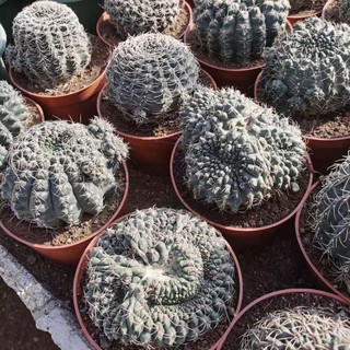 [ถูกสุด] Cactus บัลเดนั่ม คริสตาต้า กระบองเพชร แคคตัส