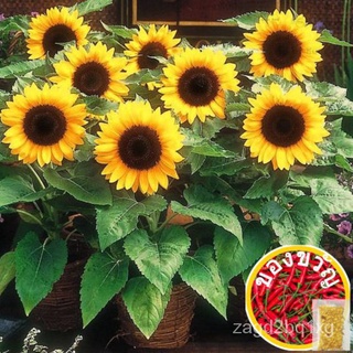 Sunflower Blend Dwarf 80 Seeds Flower Heirloom木瓜/男装/生菜/头饰/帽子/通心菜/香菜/上衣/儿童/裙子/ BCYQ