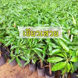ต้นมะม่วงเขียวเสวย ขนาด 65-100 ซม. เนื้อแน่น กรอบ หวานมันจนได้รับขนานนามว่า "ราชินีของมะม่วงไทย"