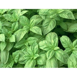 เมล็ด โหระพาใบใหญ่ - Italian Large Leaf Sweet Basil