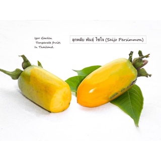 ต้นพลับญี่ปุ่น พันธุ์ ไซโจ🪴🍑 กล้าเพาะเมล็ด（さいじょう / Saijo Persimmon )ราคาเพียง 200 บาท/ขนาดสูง 50 - 60 ซม.