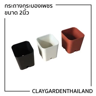 กระถางพลาสติก 2นิ้ว กระถางกระบองเพชร ขนาด 2นิ้ว