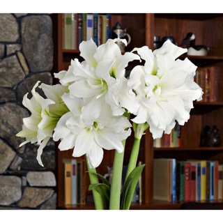 1 หัวว่าน ว่านสี่ทิศฮอลแลนด์ Amaryllis Ice Queen 18-24 ซม สินค้านำเข้า แช่เย็นแล้ว