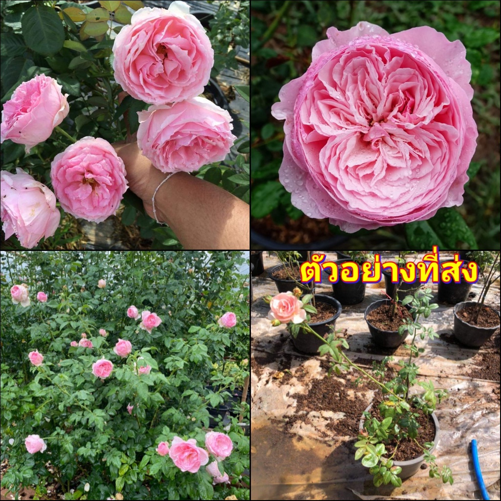 (1ต้น) ดอก ต้น กุหลาบ Eckart Witzigman rose  เอ็ดการ์ด วิทซิกมัน กึ่งเลื้อย กึ่ง เลื้อย buncha