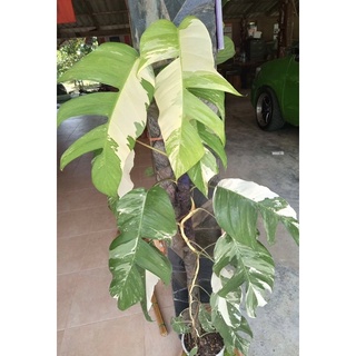 อิพิด่าง (Epipremnum pinnatum variegated)