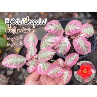 พรมญี่ปุ่น คลีโอพัตรา(Episcia Cleopatra) กระถาง 3 นิ้ว/4 นิ้ว