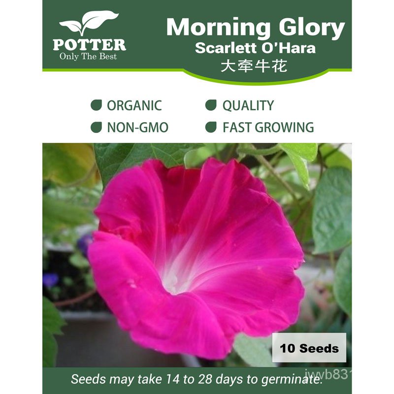 Morning Glory Scarlett O'Hara flower seeds, 10 seeds [Local Seller! Fast Delivery!]​​กระโปรง/เสื้อ/บุรุษ/ผักกาดหอม /สวน/