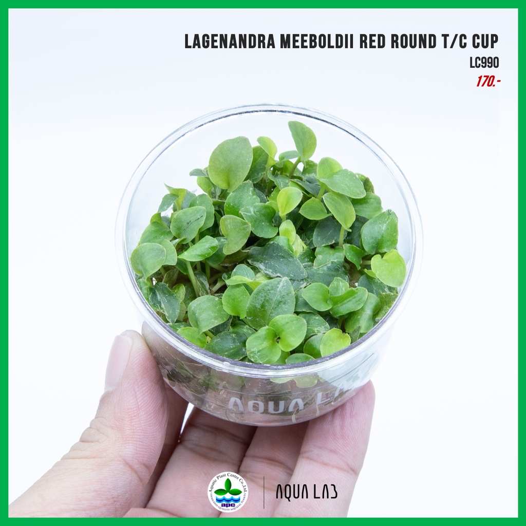 [APC] Lagenandra meeboldii red round (เลเจนนันดร้ามีโบลดี้เรด) [ไม้น้ำ - Aquatic Plant] LC990