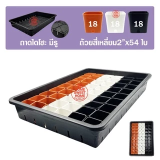 *ส่งไว* ถาดไดโซะ เซ็ทถาดไดโซะ พร้อมกระถาง (2นิ้ว/3นิ้ว) (สี่เหลี่ยม/แปดเหลี่ยม) ถาดไดโซะมีรู ถาดเพาะต้นกล้า ถาดเพาะ
