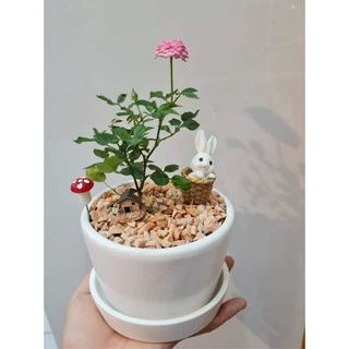 กระถางเซรามิก สีขาว 🌿🌵 กระถางต้นไม้เล็ก (set 2 ชิ้น กระถาง+จานรอง)