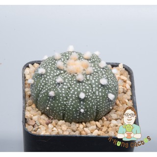 Astrophytum Astrerias SP.215