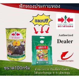 เมล็ดพันธุ์ ฟักทองประกายทอง 100g แถมกูซิก้าจีซองเล็ก