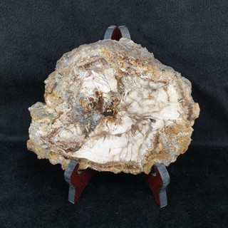 ไม้กลายเป็นหิน(Petrified Wood)Petrified