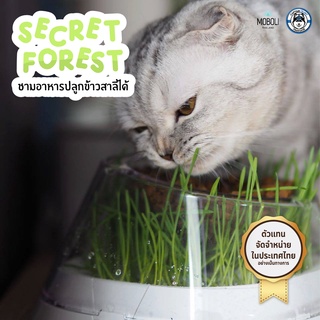Moboli Secret Forest ชามอาหารปลูกข้าวสาลีได้ - สินค้า Moboli ของแท้ จากตัวแทนจัดจำหน่ายในประเทศไทยอย่างเป็นทางการ