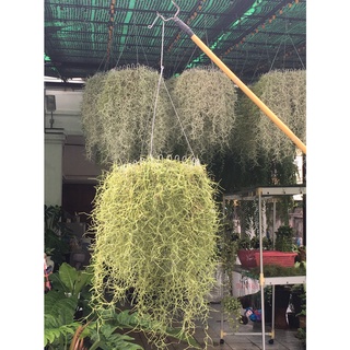 เคราฤษี หรือ Spanish moss ไม้กันฝุ่น กันความร้อนจากแสงแดด พวงใหญ่เป็นวงกลม เส้นผ่าศูนย์กลาง 30 ซม.ยาว 70 ซม.ขึ้นไป