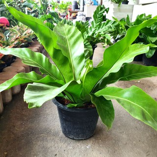 ต้นเฟิร์นข้าหลวง (Bird’s nest fern) ไม้มงคล ส่งกระถางพร้อมไม้แขวนประดับได้ทันที ทรงสวยมาก ดูแลง่าย