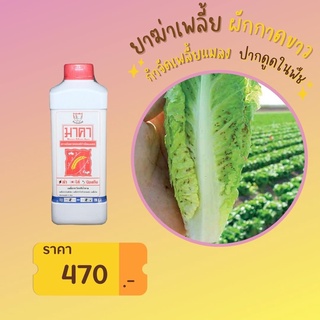 ยาฆ่าเพลี้ย ผักกาดขาว ปลอดสารพิษ มาคาและ FK-T(ใช้ได้ทุกพืช)โดย FK