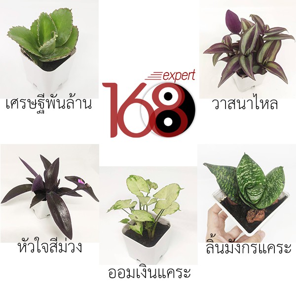 My Image 48