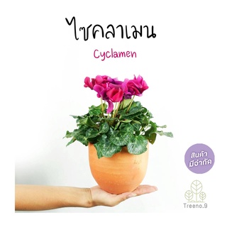 Treeno.9 T396 ดอก ไซคลาเมน คละสี (Cyclamen) กระถาง 6 นิ้ว สูง 20-30 cm ต้นไม้ดอกประดับ พุ่มแน่น ดอกสวยโดดเด่น สีสดใส