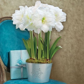 ว่าน Amaryllis White Marquis เป็นว่านสี่ทิศดอกซ้อนสีขาว จากอิสราเอล สีขาว ดอกซ้อน หัวใหญ่ 20-25 ซม.ปลูกง่าย อึดทน