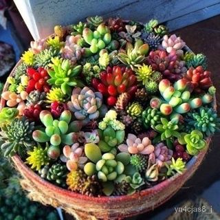 （อัตราการปลูกสูง）ปลูกง่าย ปลูกได้ทั่วไทย Colorful Heart 100Pcs/Pack Mixed Succulent Seeds DIY Bonsai Flower Seeds Plants