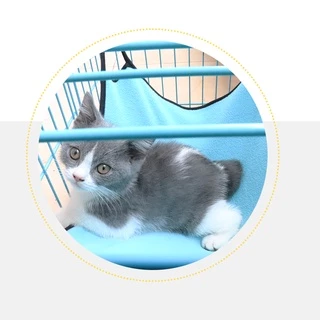 😺Hipetime offical shop😺เปลที่นอน แบบแขวน สําหรับสัตว์เลี้ยง แมว