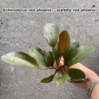 อเมซอน Echinodorus red phoenix  ต้นไม้น้ำ ไม้น้ำพร้อมปลูก ต้นไม้น้ำตกแต่งตู้ปลา ***กรุณาอ่านรายละเอียดก่อนสั่งซื้อ***