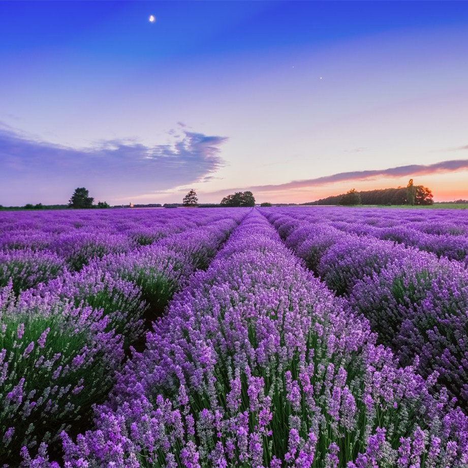 เมล็ดลาเวนเดอร์ 200 - 650เมล็ด Provence Lavander  (French Blue) ไม่ใช่ลาเวนเดอร์อังกฤษ - รูปที่ 3