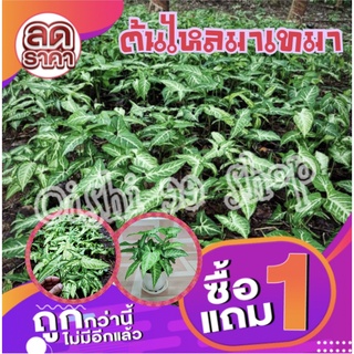 ต้นเงินไหลมาเทมา!!!!☘☘☘ ต้นไม้เสริมมงคล #ไม้ฟอกอากาศ #ไม้ประดับแตกกอไว ทรงพุ่มเตี้ยลายสวยเด่นชัด (ซื้อ1แถม1)