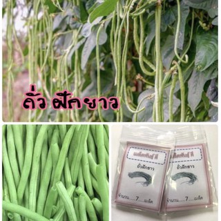 เมล็ดพันธุ์ ถั่วฝักยาว Yard Long bean ถั่ว ✅ราคาถูก🪴ปลูกง่าย ปลูกไว้ทานกินเอง🔥ซื้อ10แถม1 คละได้🔥