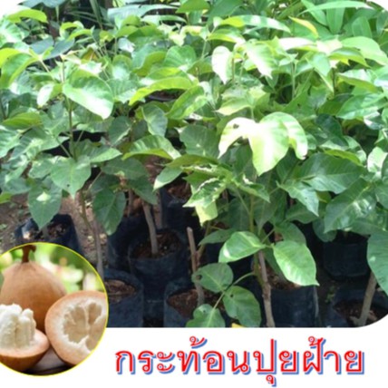 ต้นกระท้อนปุยฝ้าย ลูกใหญ่ รสชาดหอมหวาน เนื้อนุ่มเป็นปุย เมล็ดเล็ก เนื้อเยอะ ขนาดต้นประมาณ 50-60cm.(1ต้น)