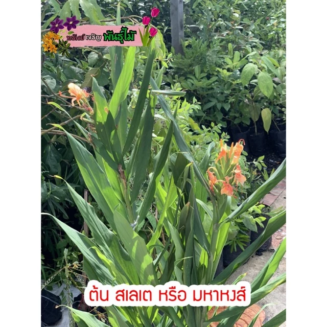 ต้นสเลเตหรือมหาหงส์ 1 ถุงมี3-8ต้น สีขาวสีส้มสีเหลืองสีขาวใส้เหลือง ส่งเป็นต้น พร้อมออกดอกแล้ว พร้อมส่ง