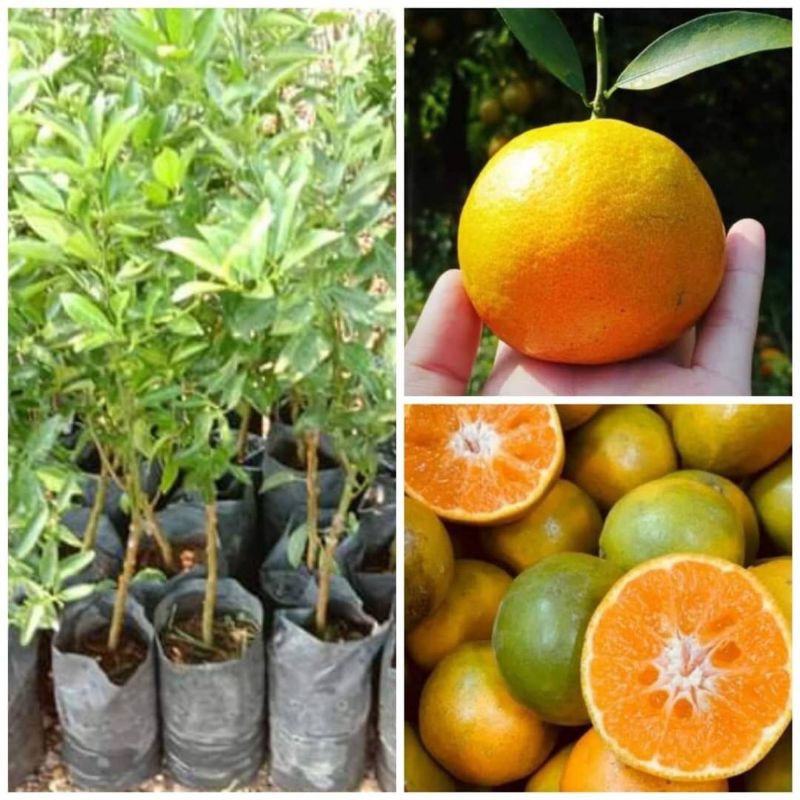 ต้นส้ม พันธุ์ ส้มสายน้ำผึ้ง ลำต้นสูง 60-80 ซม (ทาบกิ่ง) พร้อมให้ผลไว ลำต้นใหญ่แข็งแรง สายพันธุ์แท้ รับประกัน
