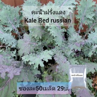 เมล็ดเคลแดง เมล็ดพันธุ์คะน้าฝรั่งแดง ซอง50เมล็ด kale พร้อมส่ง งอกดีพันธุ์​แท้