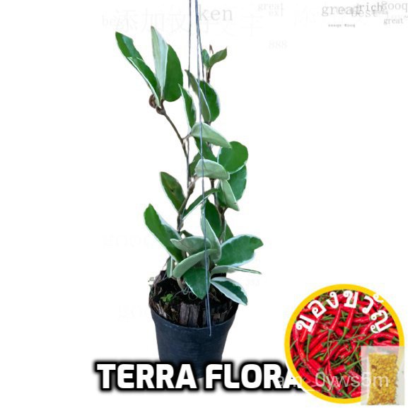 (A 3) REAL LIVE HOYA LEAF HANGING PLANT, LOCAL READY STOCK, POKOK HIDUP园艺/种子/苹果/手链/上衣/鲜花/母婴/裙子/帽子/向日