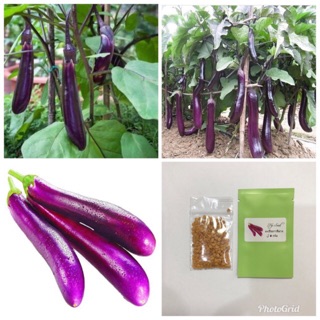 มะเขือยาวสีม่วง Purple Long Eggplant Seed