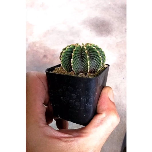 ยิมโนLB2178แท้ยิมโนแท้