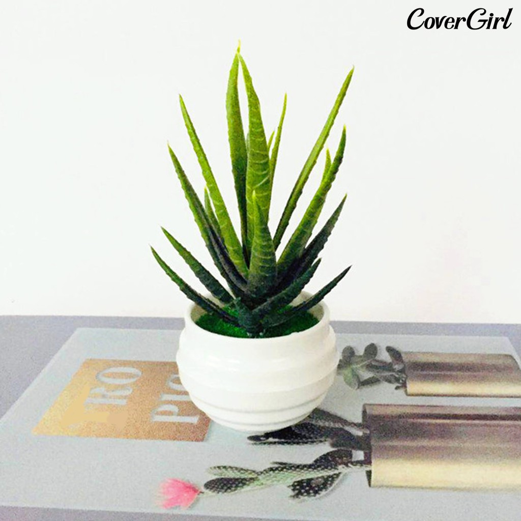 ( Beauty ) กระถางต้น