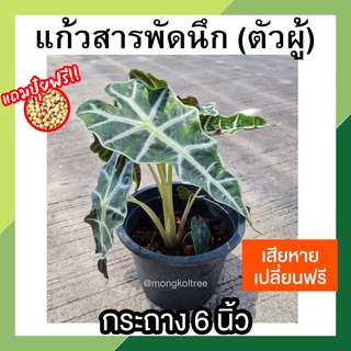 ถูกที่สุด!! แก้วสารพัดนึก (ตัวผู้) พร้อมกระถาง 6 นิ้ว [แถมปุ๋ยฟรี! + เสียหายเคลมฟรี] ไม้มงคลฟอกอากาศ ต้นไม้ปลูกในบ้าน