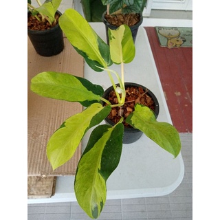 ฟิโลไทยซันไรส์ 🍀🥀กระถาง4-5นิ้ว#โปรซื้อ 3 แถม 1🍀🥀#Philodendron Thai Sunrise#