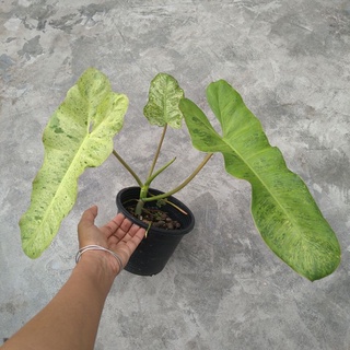 philodendron paraiso verde ไม้ฟอกอากาศ  ฟิโลเดนดรอน พาไรโซ่