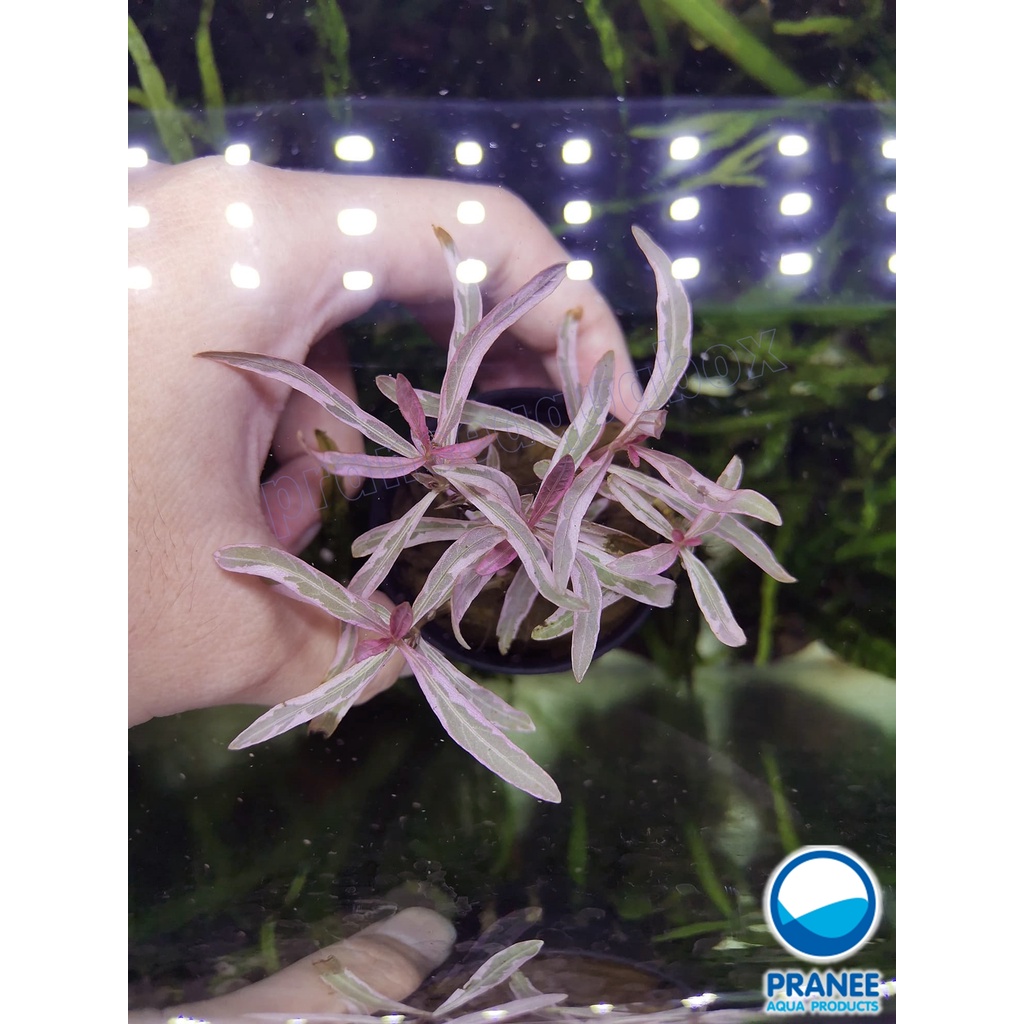 Hygrophila Pink Lady (Hygrophila sp. chai ) พร้อมปลูกต้นไม้น้ำ *กรุณาอ่านก่อนสั่งซื้อ*