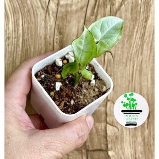 ต้นออมเงินใบเล็กMini Silver Syngonium