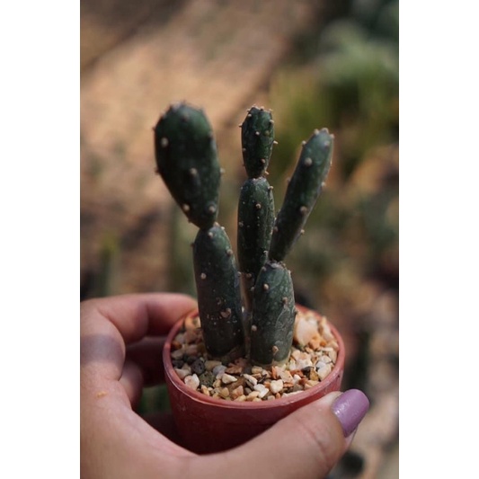 ตุ๊กตาไม้ Opuntia elata