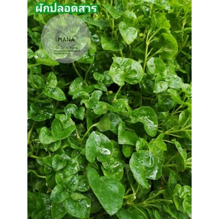 กิ่งพันธุ์วอเตอร์เครสฮาวายชุดทดลอง7กิ่ง20บาท/ผักสลัดน้ำผักเป็ดญี่ปุ่ญ