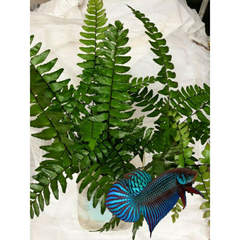 🌿ถูก🌿 เฟิร์นก้านดำเฟินเกรด A จัดตู้ปลาใส่โหลปลากัดไม้ประดับ คัดพิเศษราคาถูก(1ก้าน)