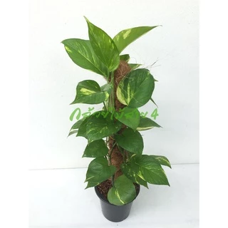 ต้นพลูด่างยักษ์ กระถาง 6 นิ้ว (Epipremnum aureum) ไม้ฟอกอากาศ พร้อมเสาใยมะพร้าว ความสูง 55 ซม.