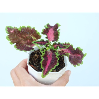 ต้นฤาษีผสม ฤษีผสม coleus  ซื้อ 5 ฟรี  1 ต้นไม้มงคล ไม้มงคล ฟอกอากาศ พร้อมส่งกระถาง 3 นิ้ว