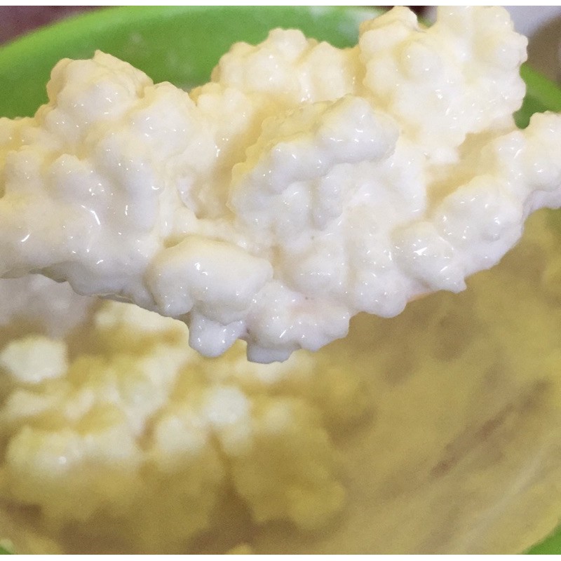 เกรนคีเฟอร์นม kefir บัวหิมะธิเบต สายพันธุ์ตุรกี