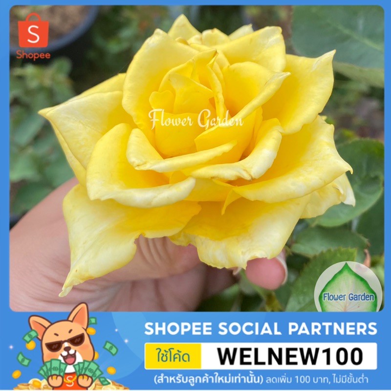 F416 กุหลาบ Queen Sirikit (ควีนสิริกิติ์) สีเหลือง ดอกใหญ่ ปลูกง่าย กุหลาบพุ่ม ตัดดอก กุหลาบสีเหลือง